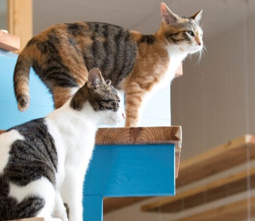 ブルーキャットカフェ